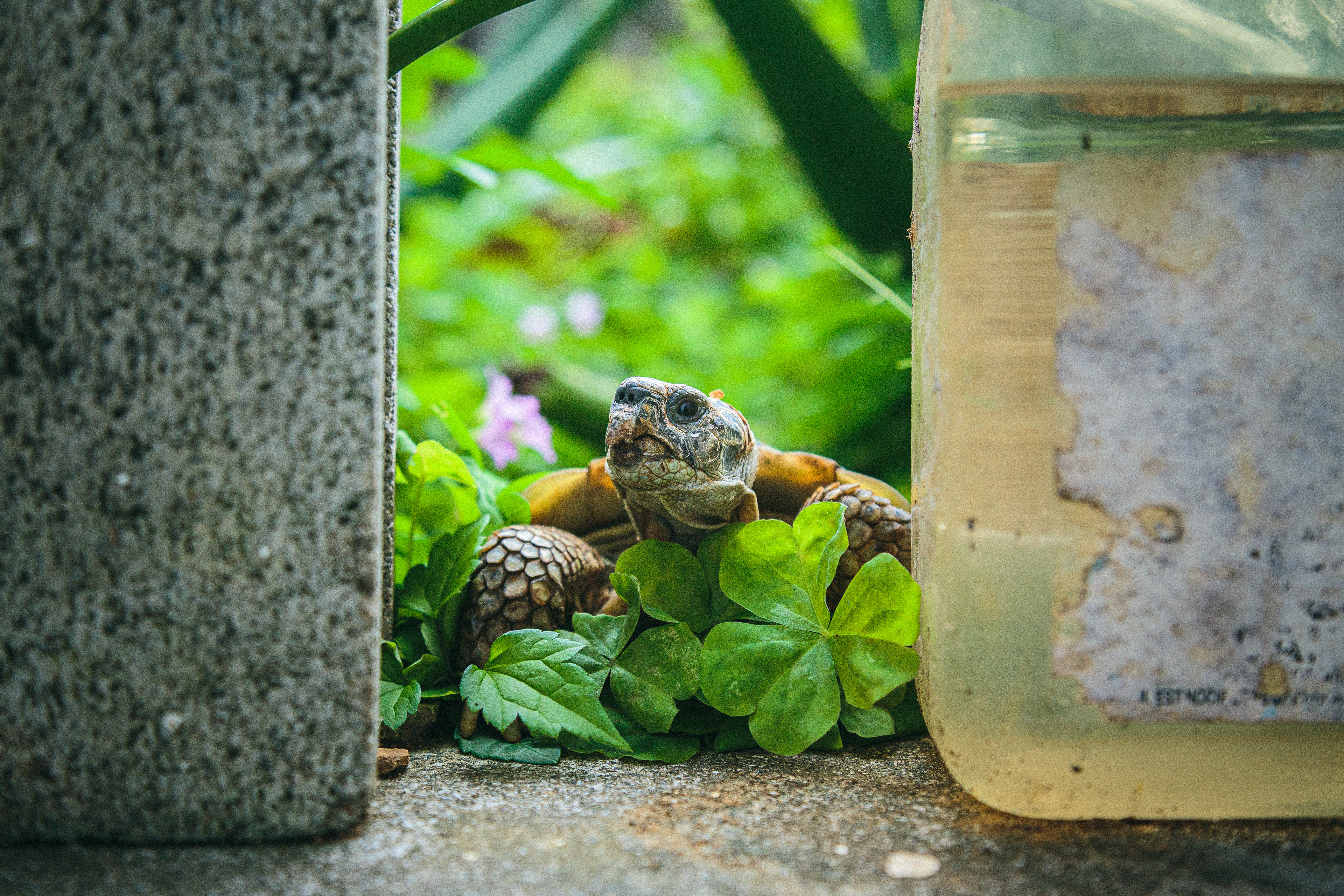 Daily Tortoise 7/10  - peek a boo -