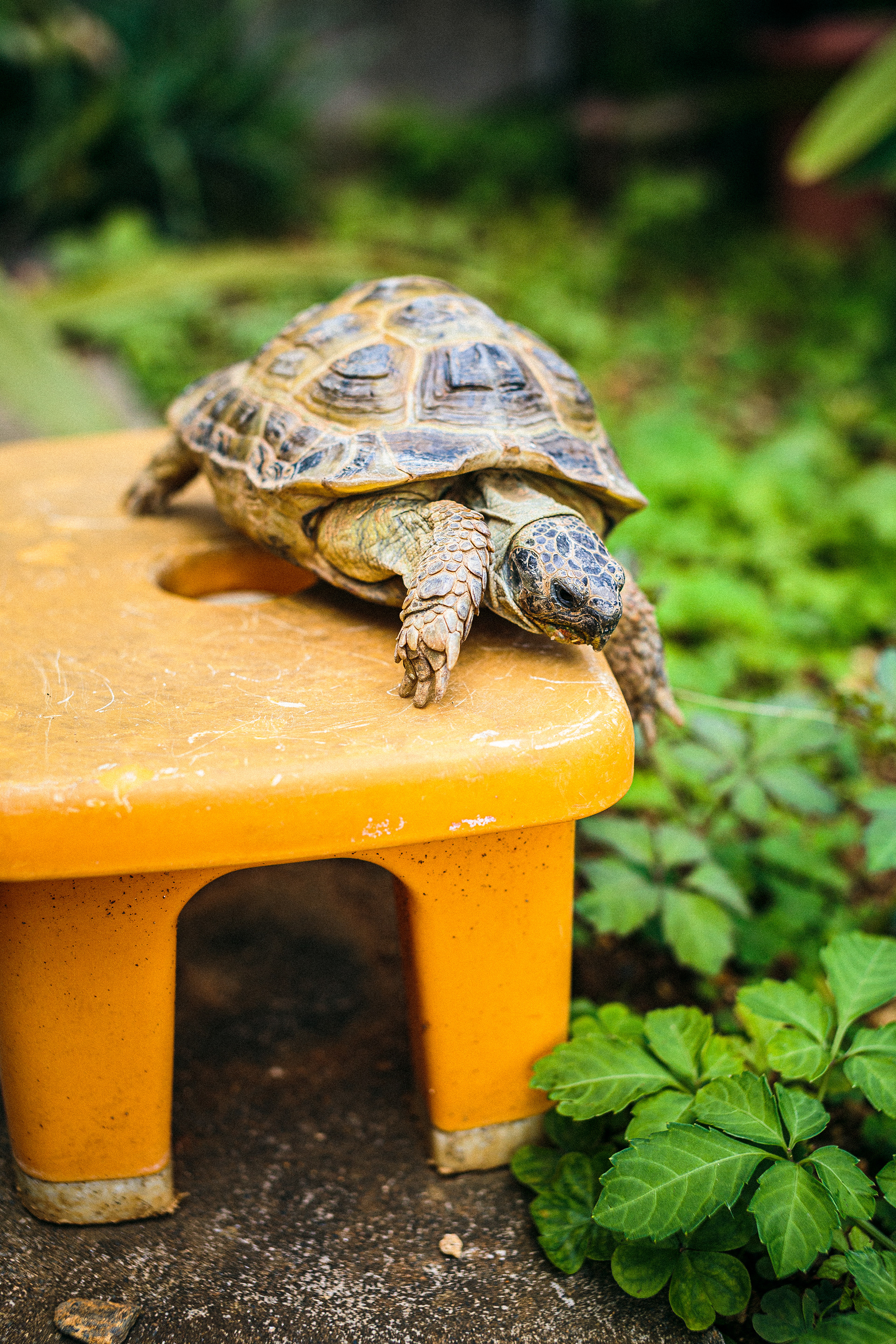 Daily Tortoise 3/10  - hang out -