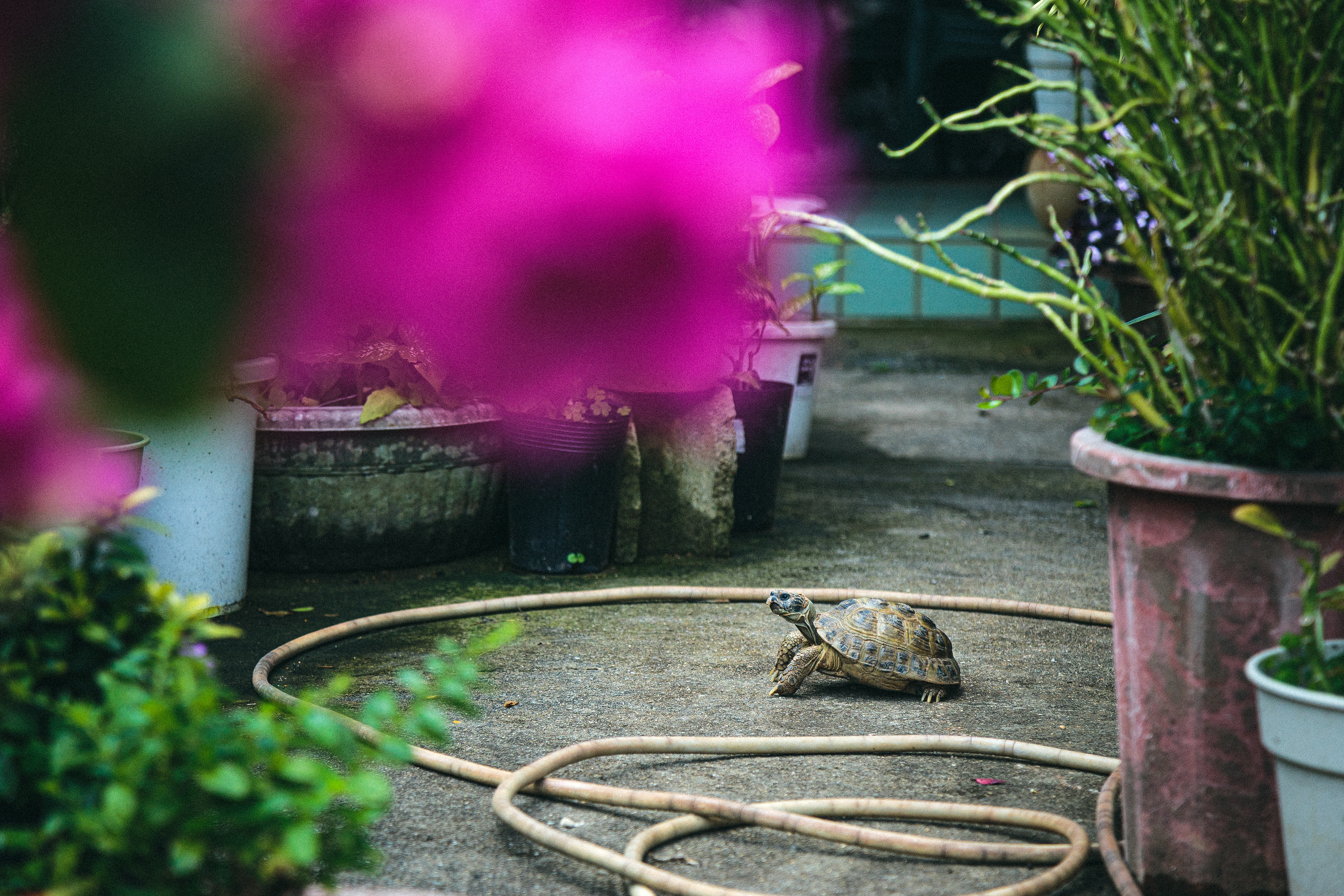 Daily Tortoise 2/10  - moving -