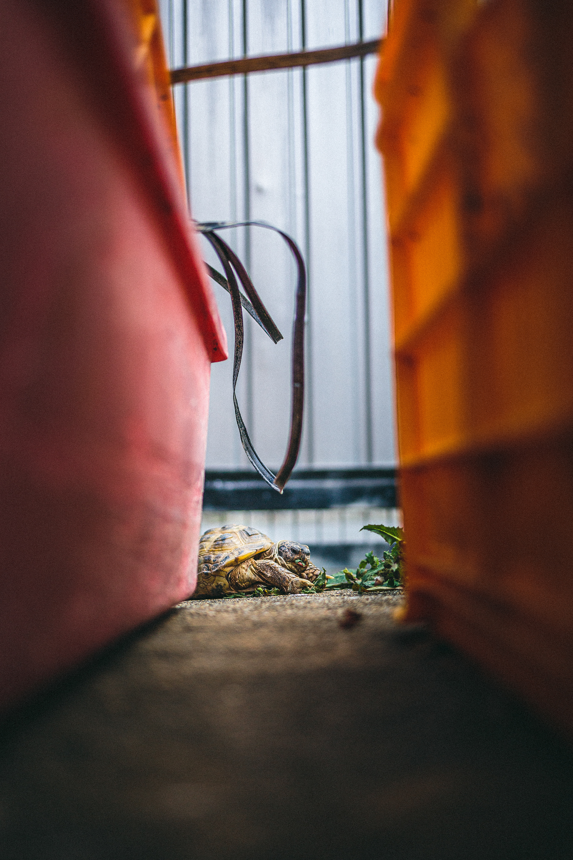 Daily Tortoise 6/10  -  lunch -