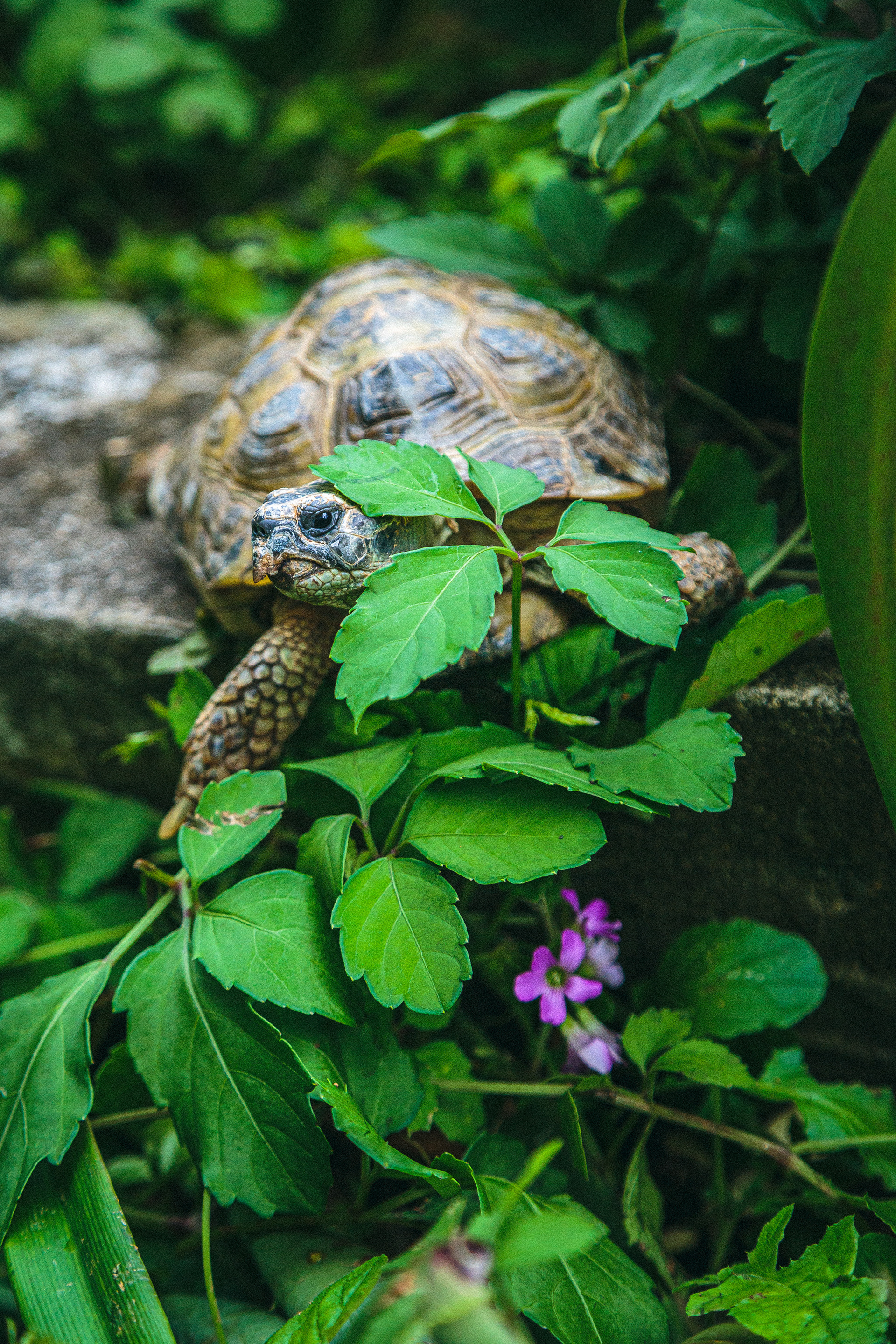 Daily Tortoise 9/10  - beauty -