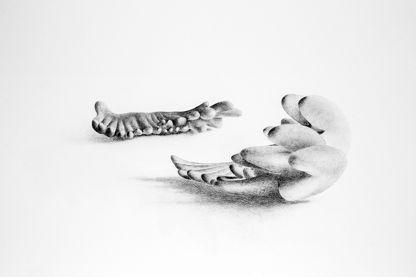 Wings 2. Graphite on paper, 35 x 50 cm.