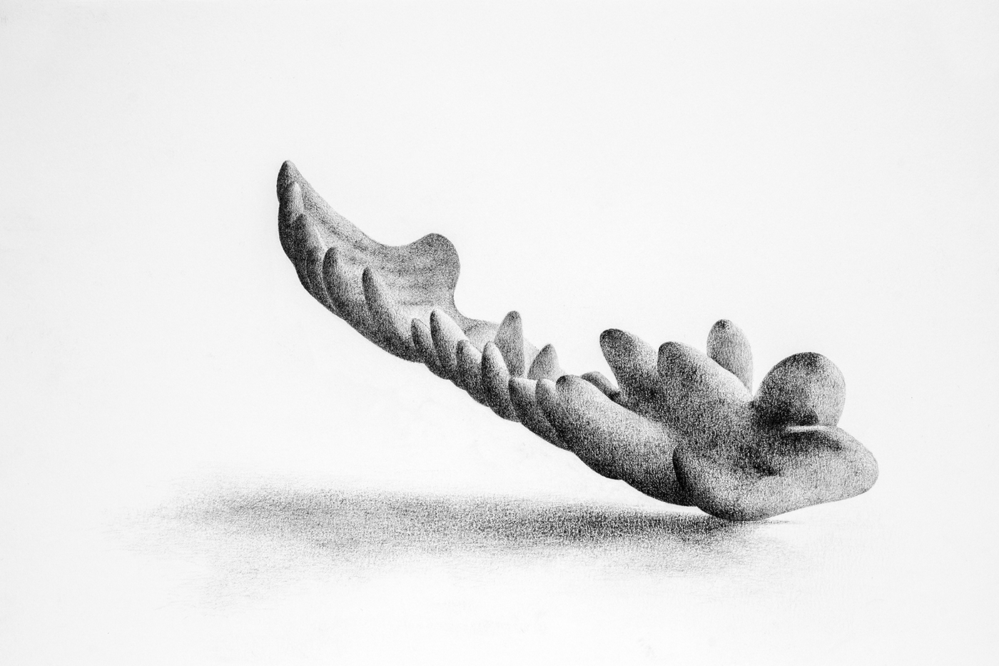 Wing 3. Graphite on paper, 25 x 35 cm.