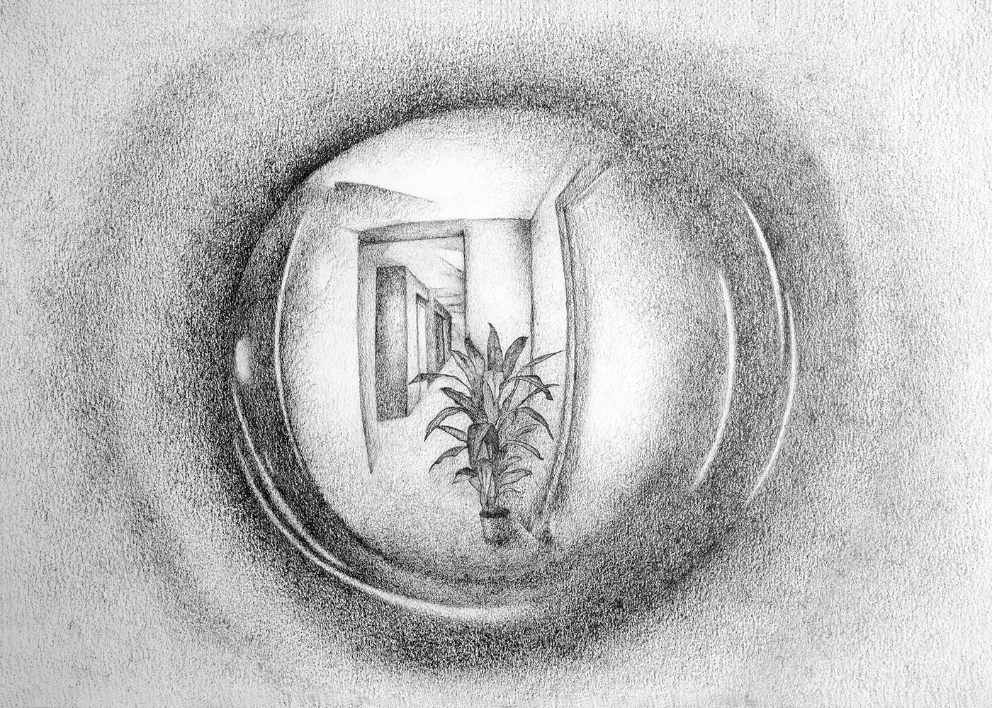 Plant. Graphite on paper, 20 x 30 cm.