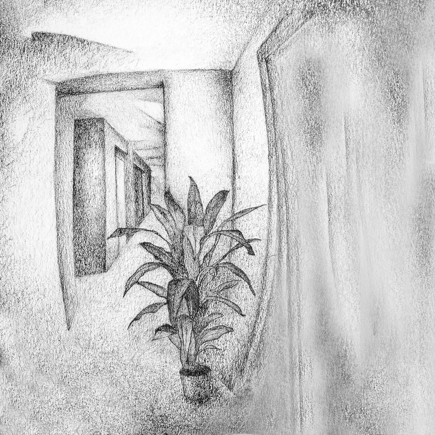 Plant, graphite on paper, 15 x 15 cm.