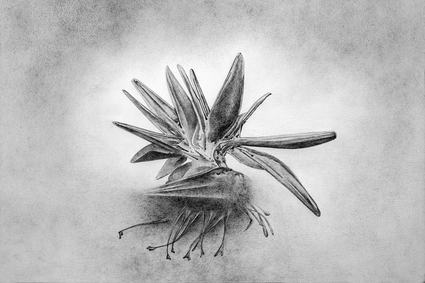 Levitation 5. Graphite on paper, 35 x 50 cm.