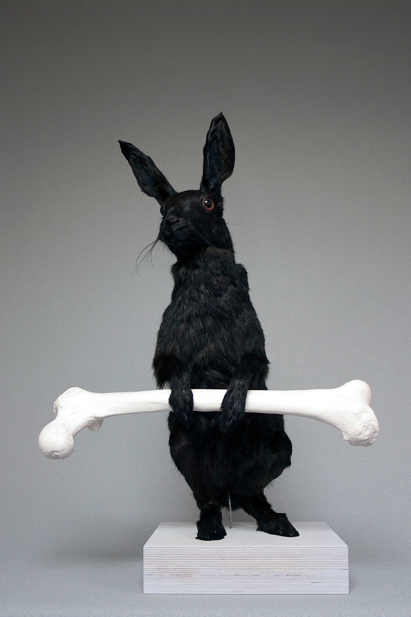 Black Hare. Fur, wood and synthetic resin, 60 x 42 x 28 cm.