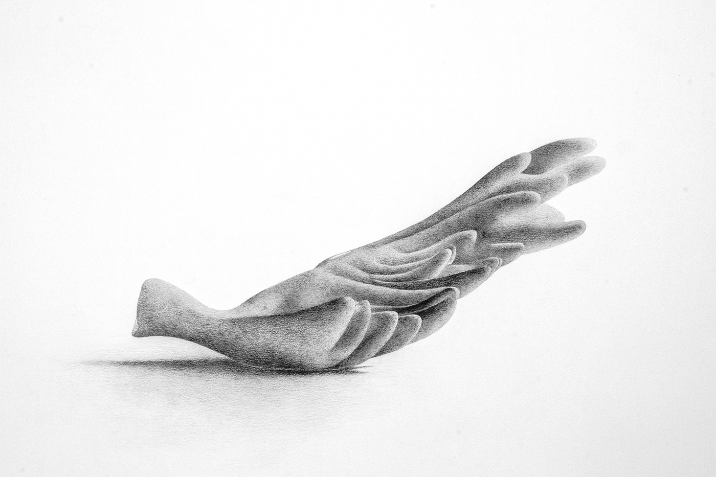Wing 2. Graphite on paper, 35 x 50 cm.