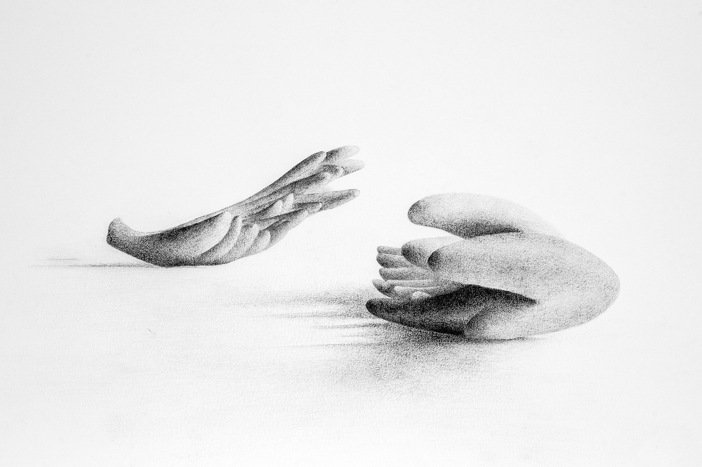 Wings 3. Graphite on paper, 25 x 35 cm.
