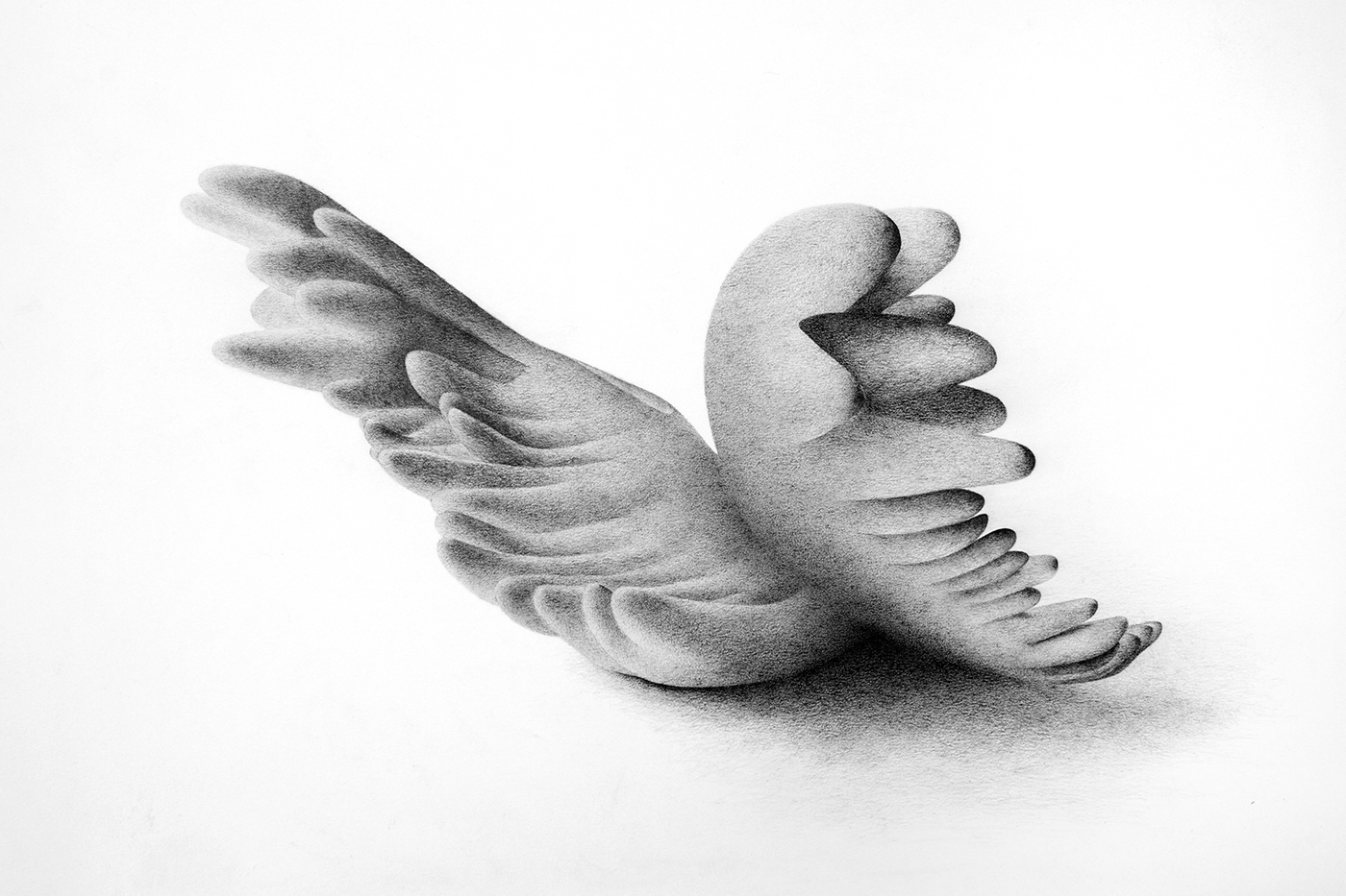 Wings 4. Graphite on paper, 35 x 50 cm.