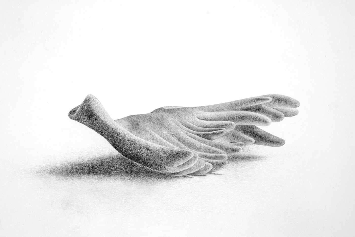 Wing 1. Graphite on paper, 35 x 50 cm.