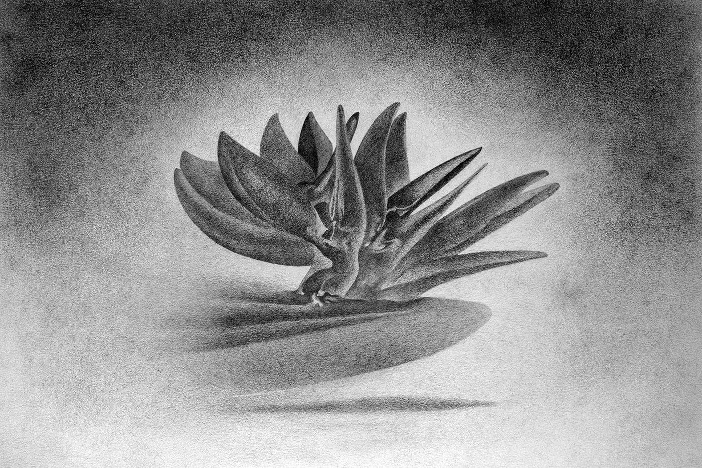 Levitation 4. Graphite on paper, 35 x 50 cm.