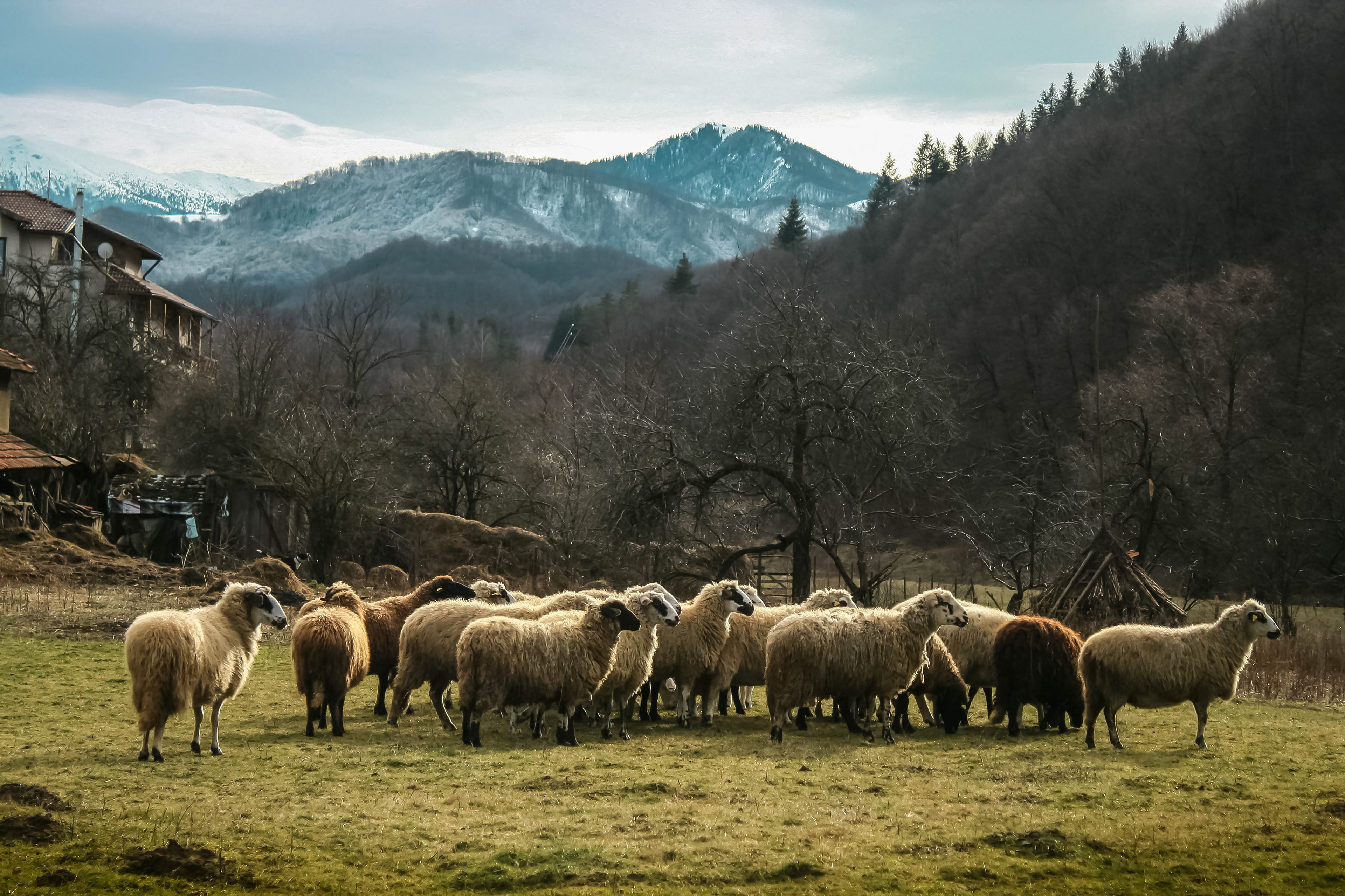 Рибарица (Ribaritsa)