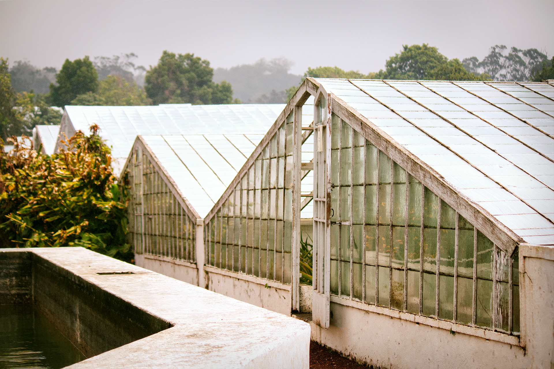 A.Arruda Pineapple farm