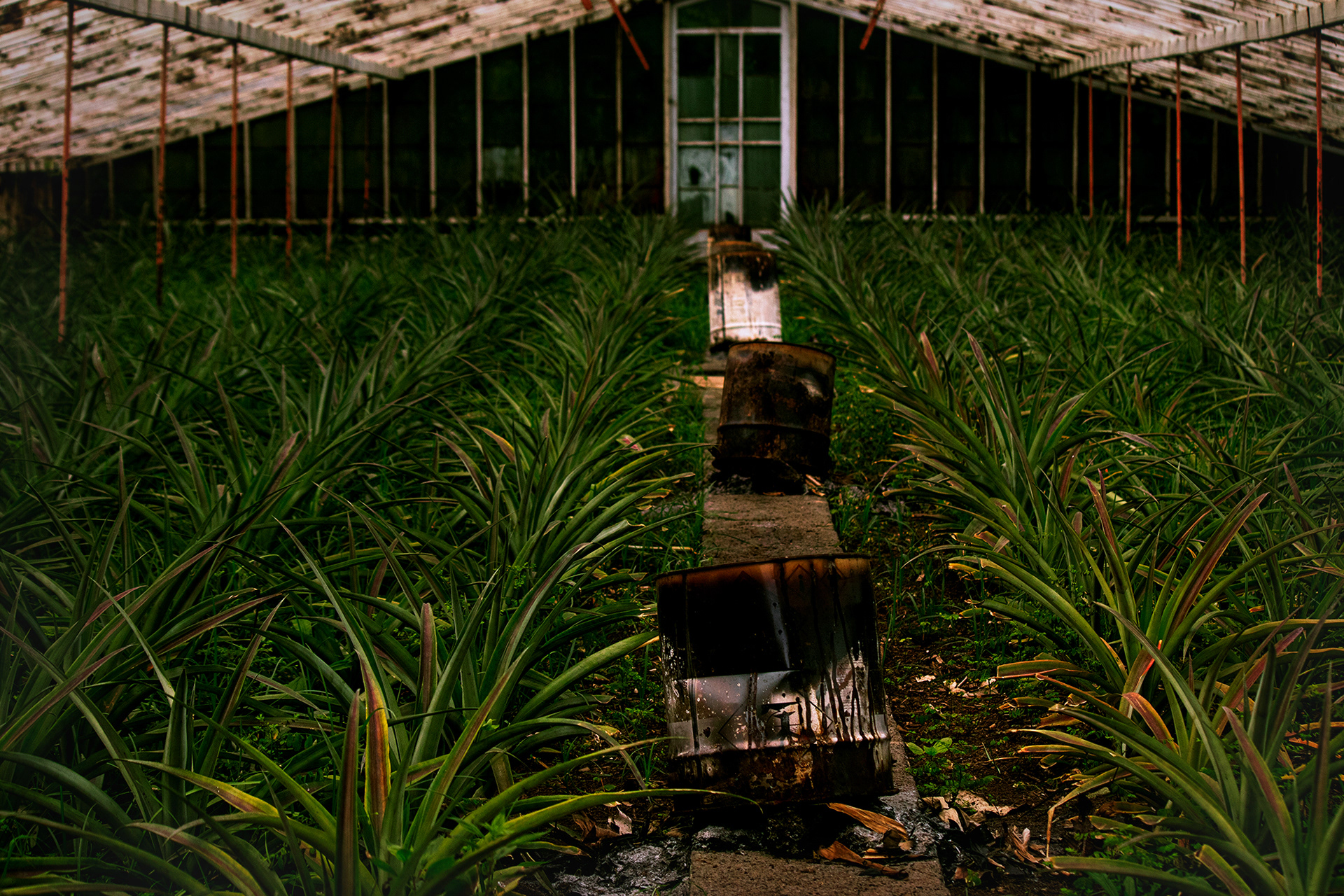 The process of smoking the pineapples