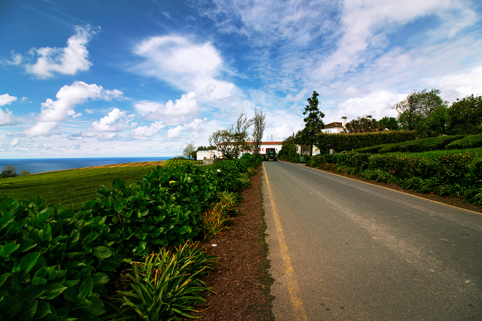Cha Goreana tea factory