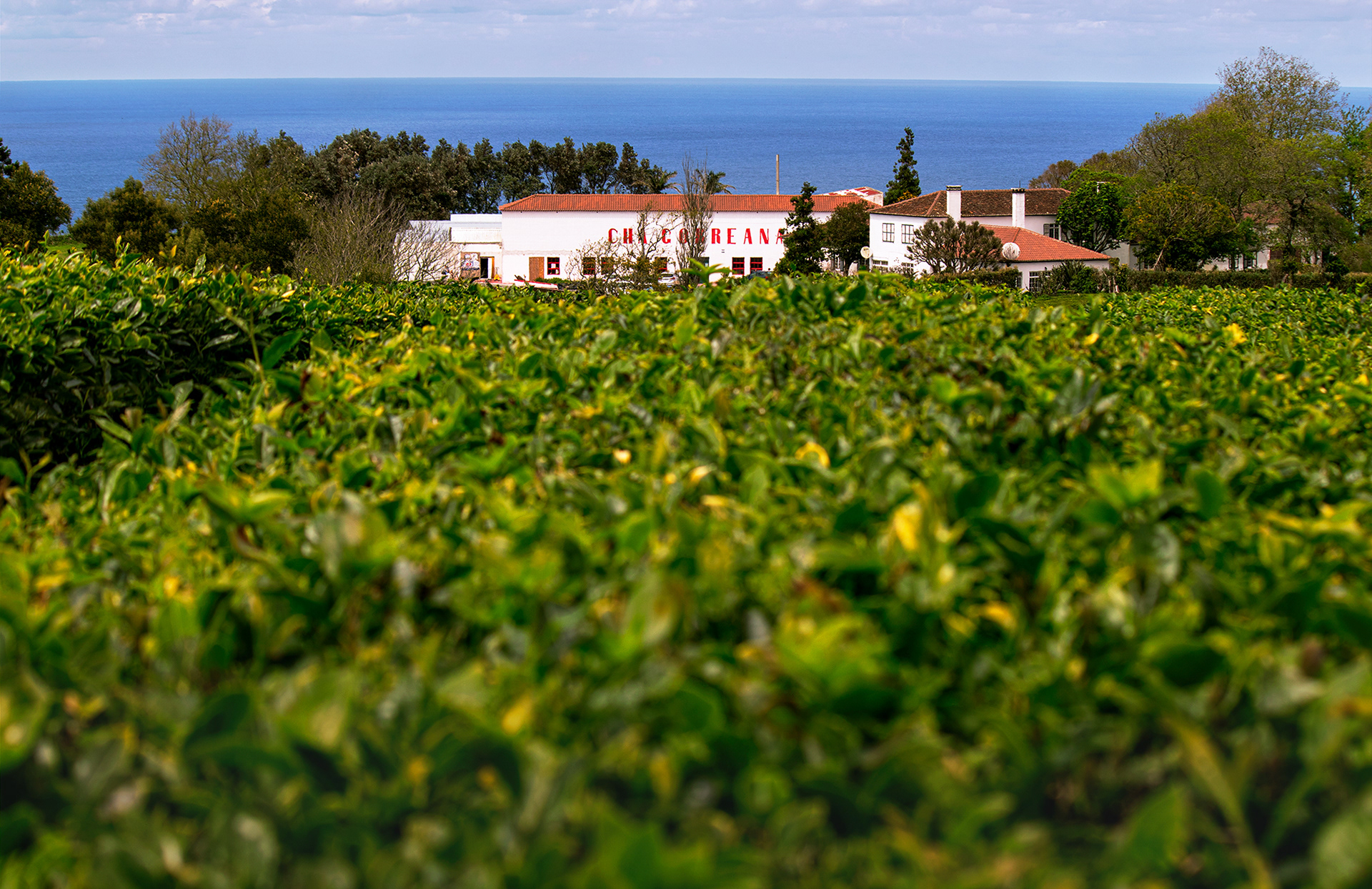 Cha Goreana Tea Factory