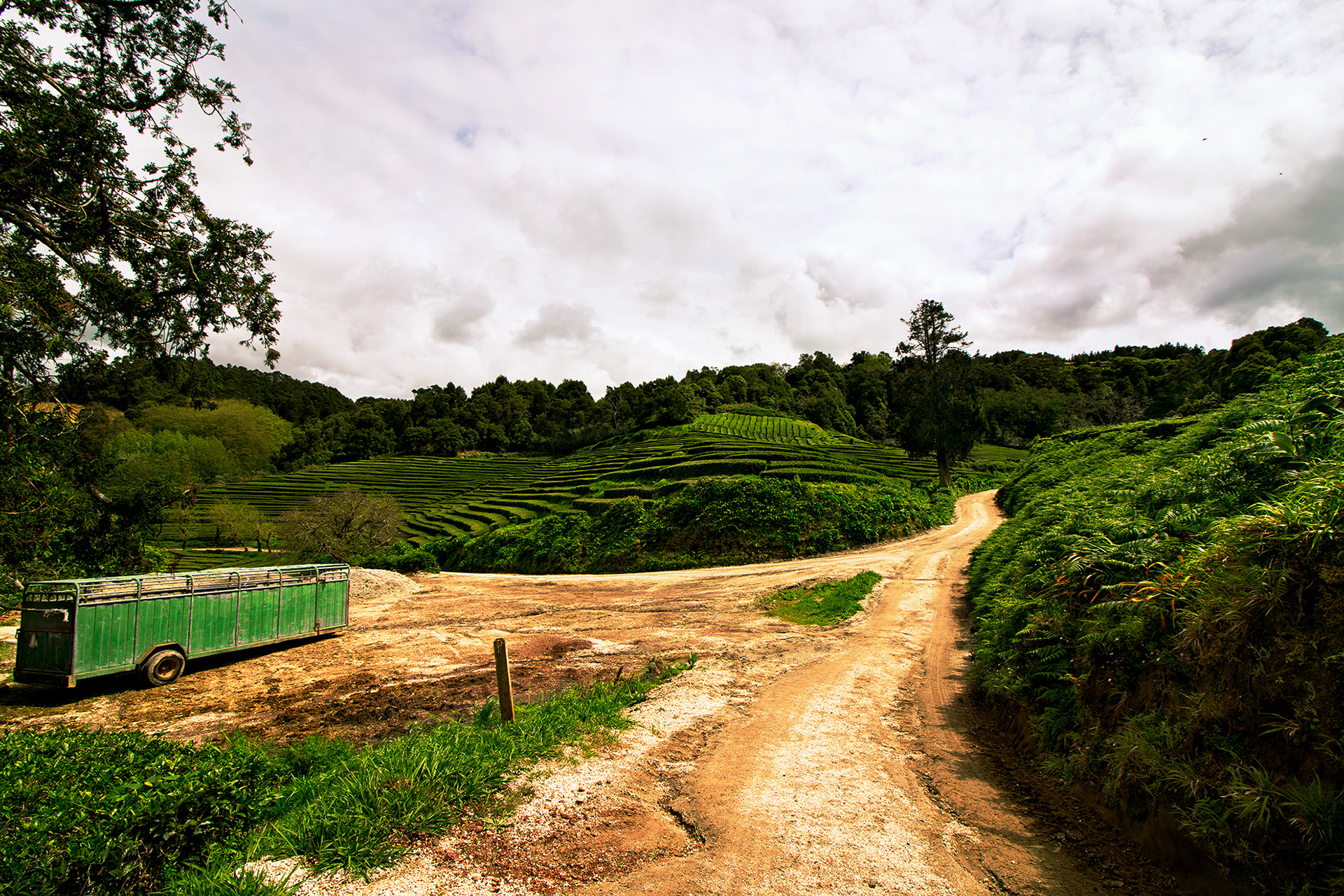Cha Goreana Tea Factory