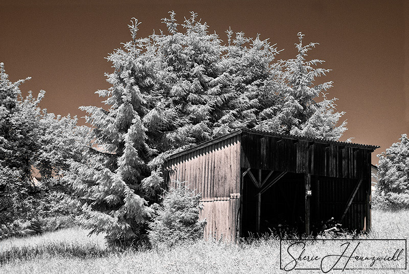 Shed in the Trees