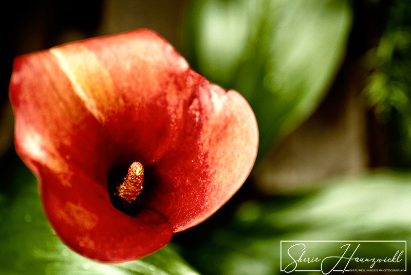 Orange Calla