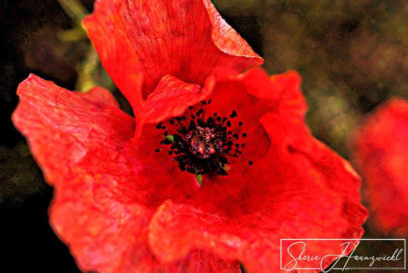 Mohn