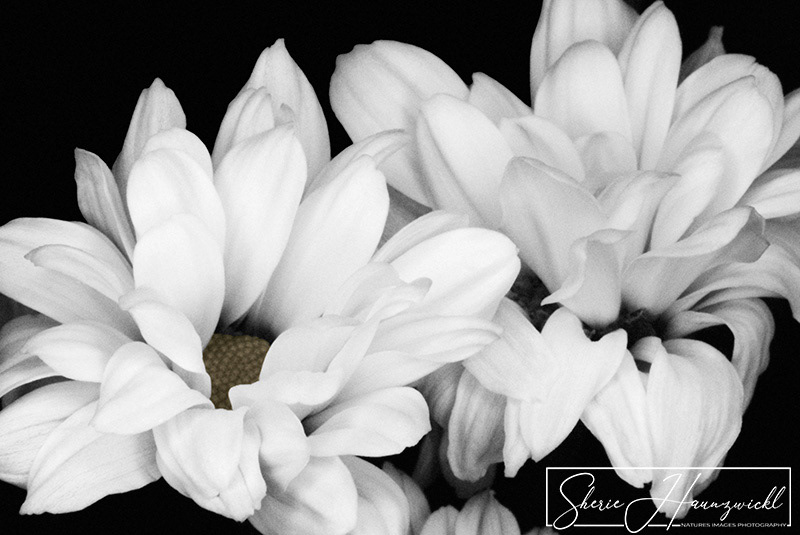 Daisies in Black and White