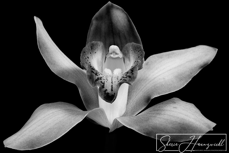 Orchid in B&W