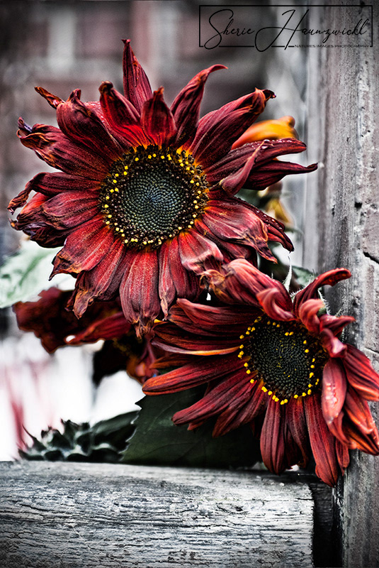 Red Sunflowers