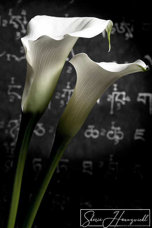 White Callas