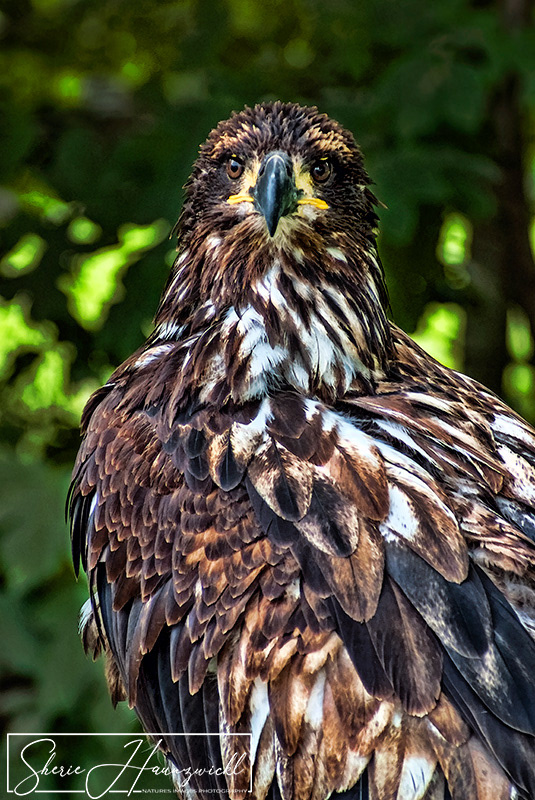 Seeadler