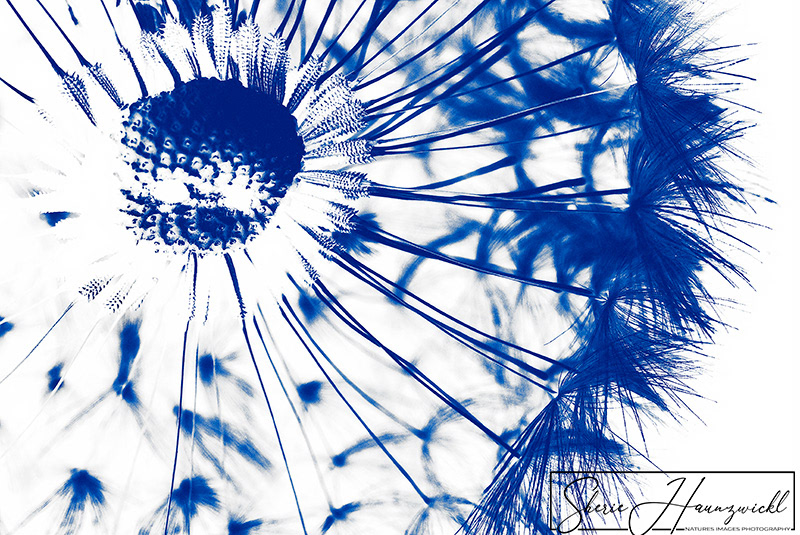 Dandelion in Blue