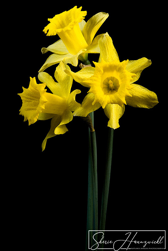 Yellow Daffodils