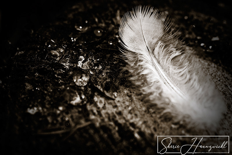 The Feather