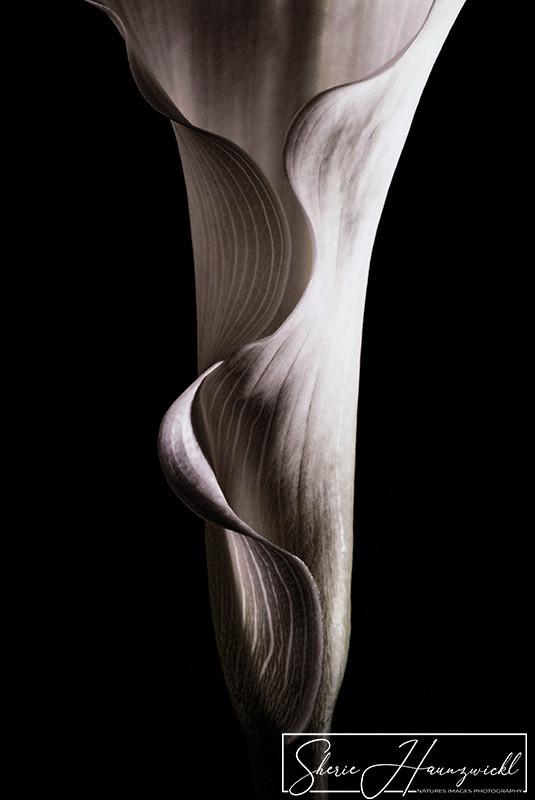 Calla in Profile