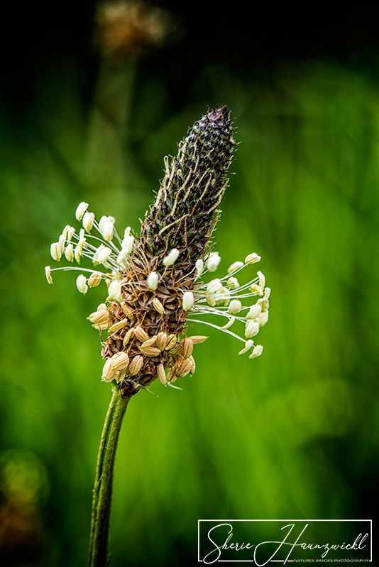 Ribwort Plantain