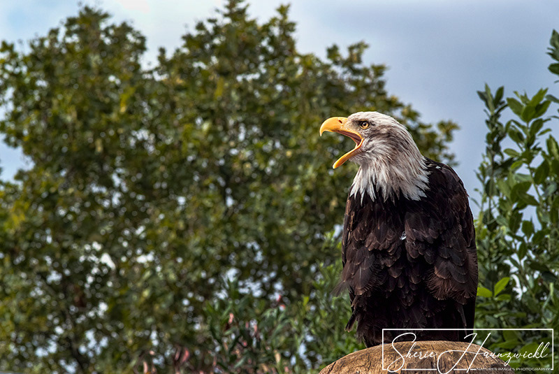 Amerikanische Weißkopfseeadler