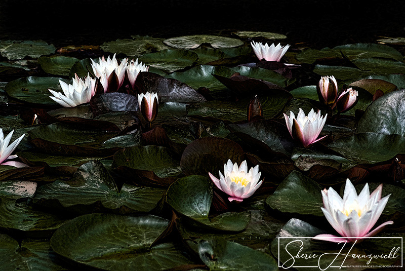 Water Lilies