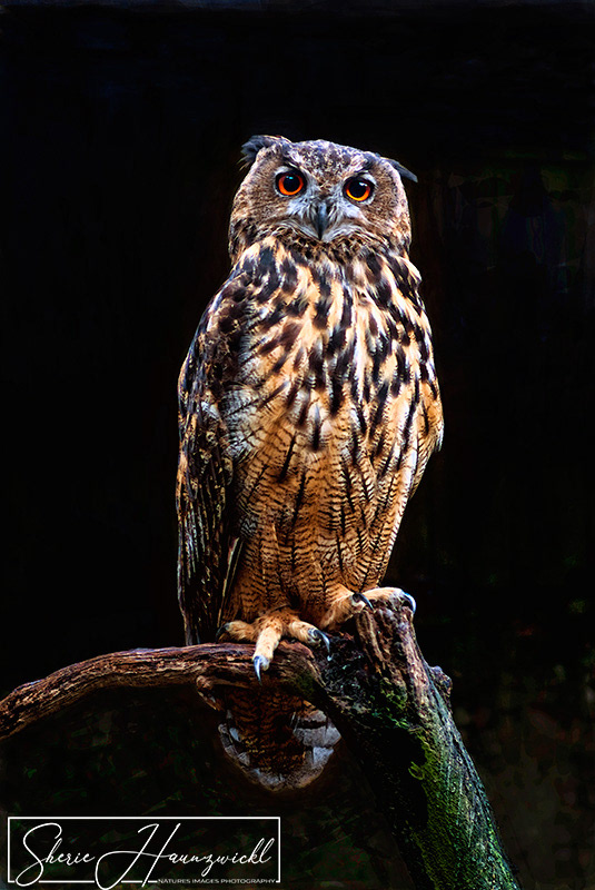 Watching the Watcher