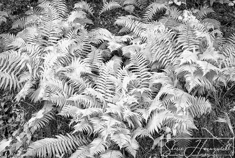 Ferns
