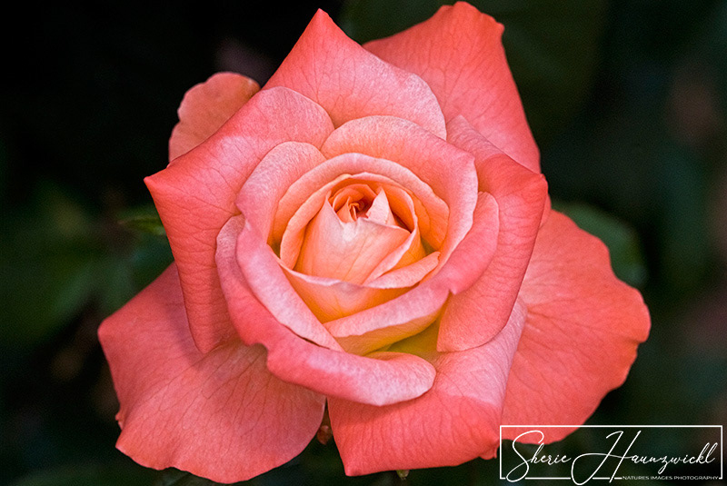 Pink Rose