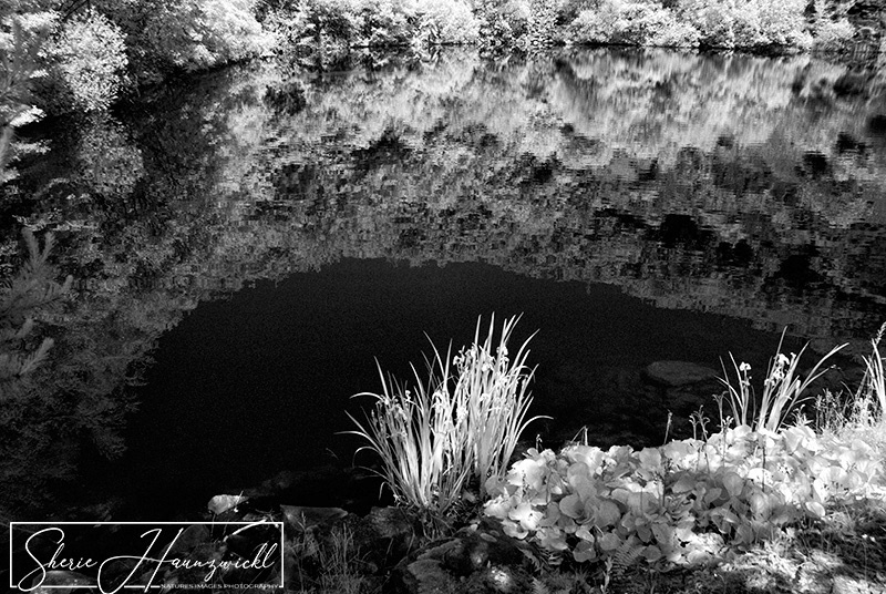 Reflections in the Pond