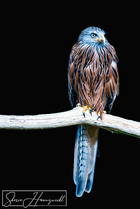 Red Kite