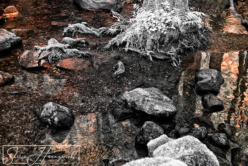 Reflections in the Forest