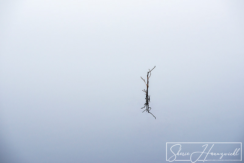 Reflections in the Lake