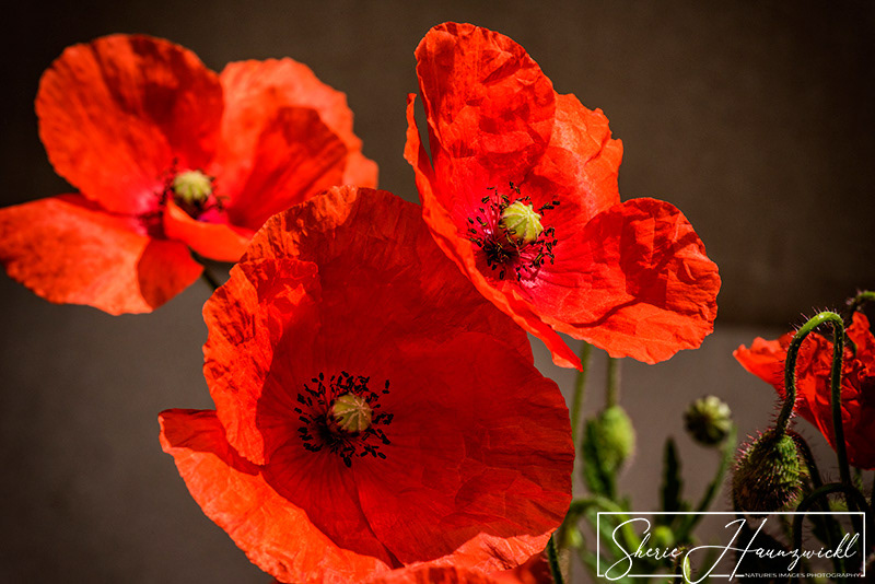 Red Poppies in Bloom
