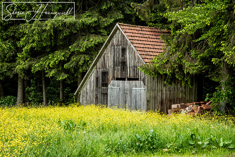Nestled in the Woods