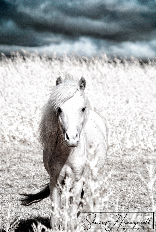 White Pony