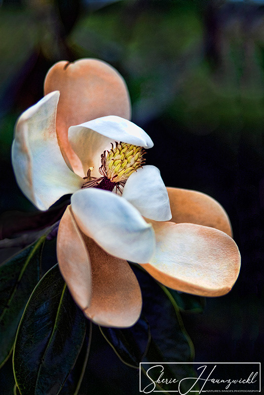 Magnolia