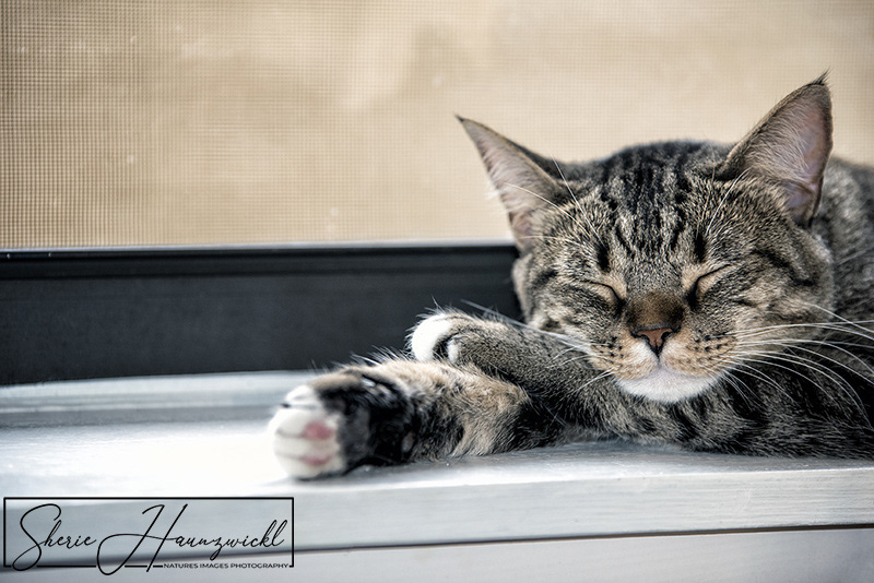 Sleep of the Innocent