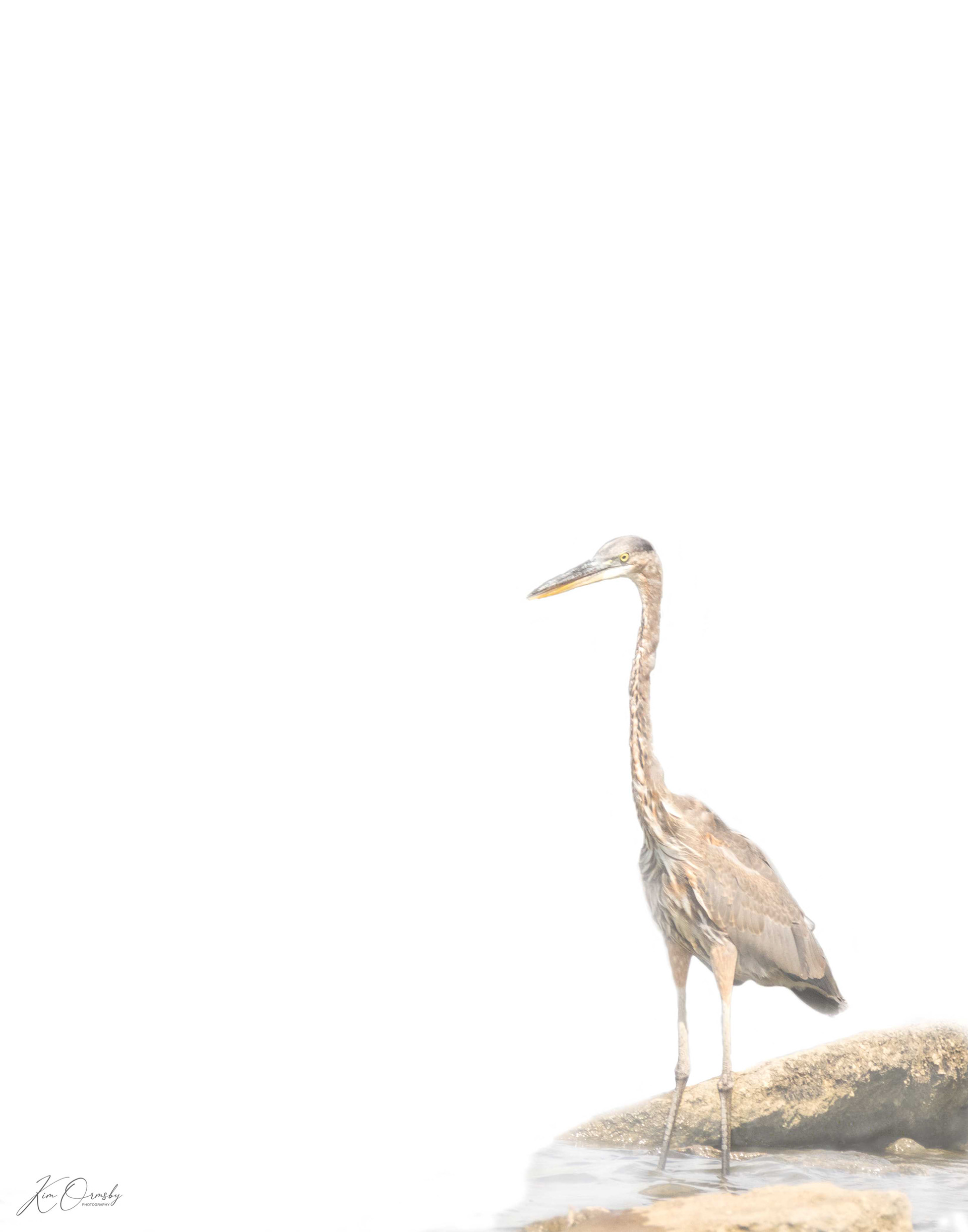 Image# 0181